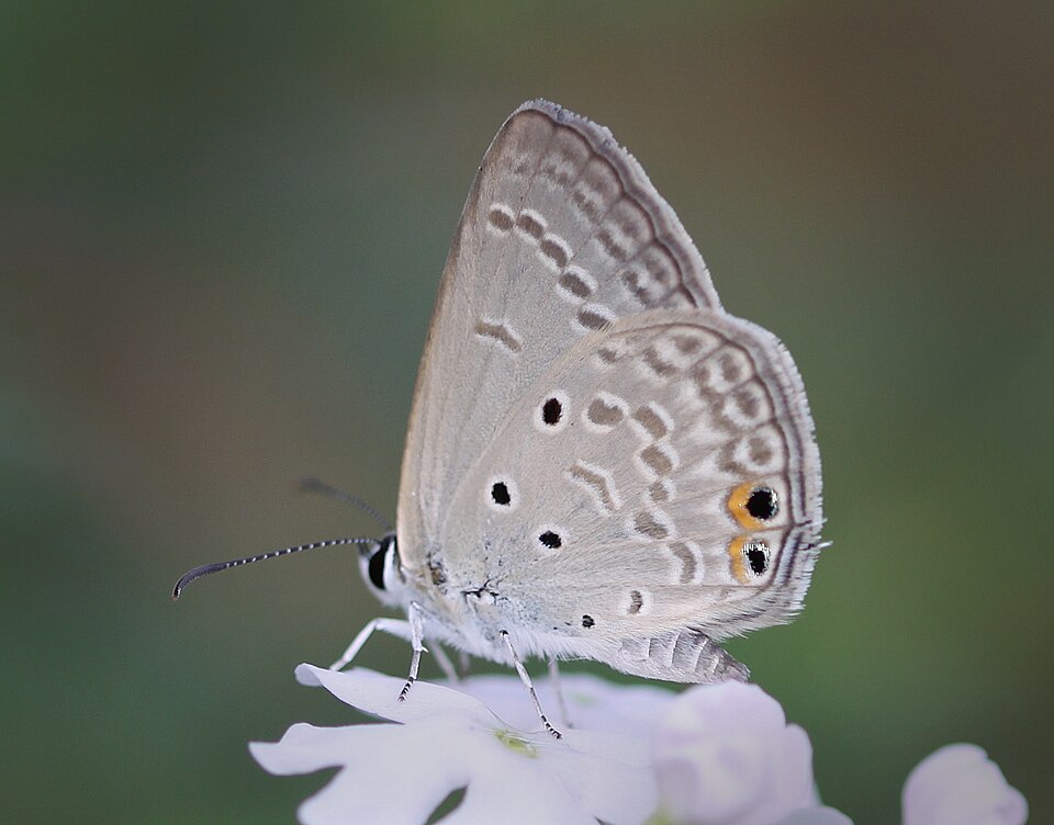 Photo of Gram blue