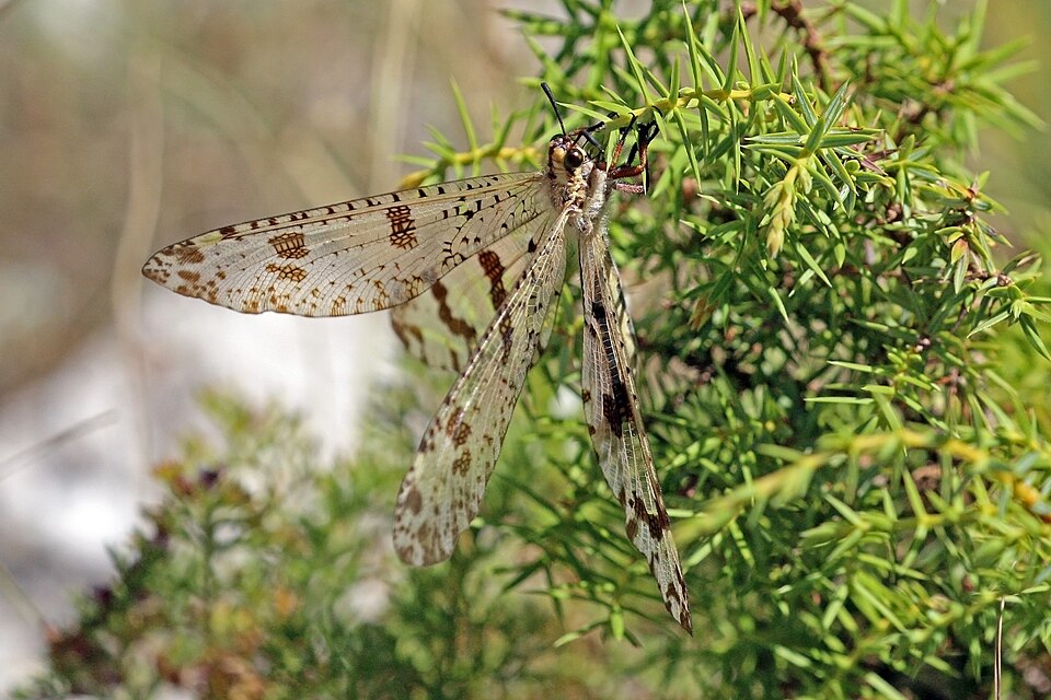Photo of Grand antlion