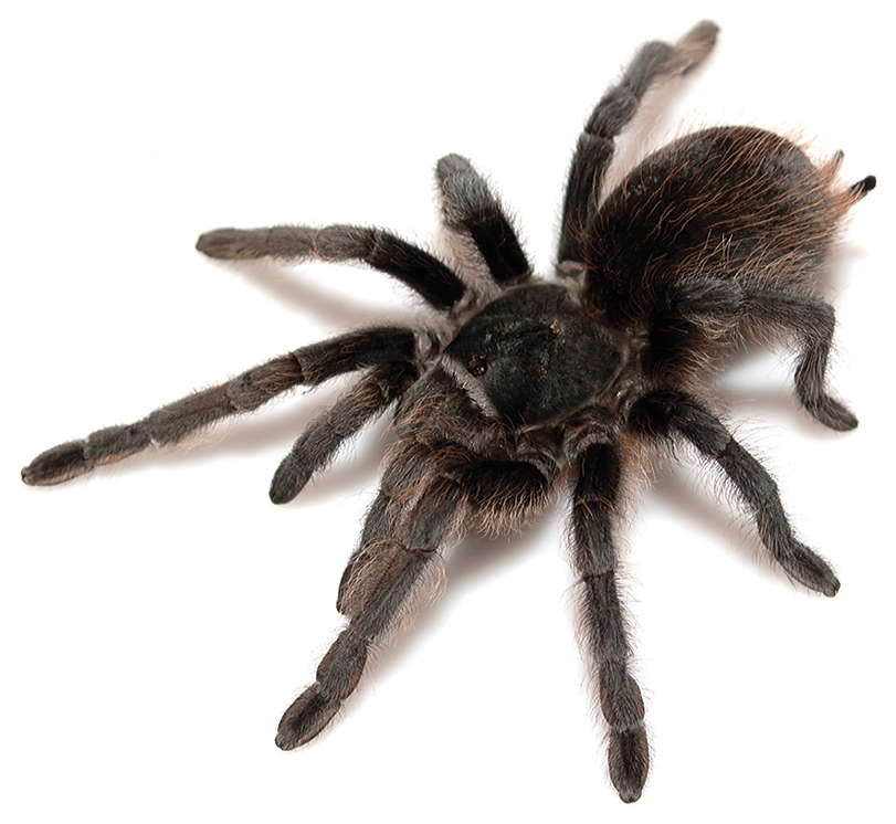 Photo of Grand Canyon black tarantula