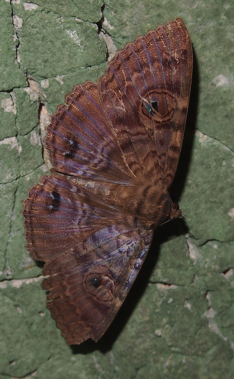 Photo of Granny's cloak moth