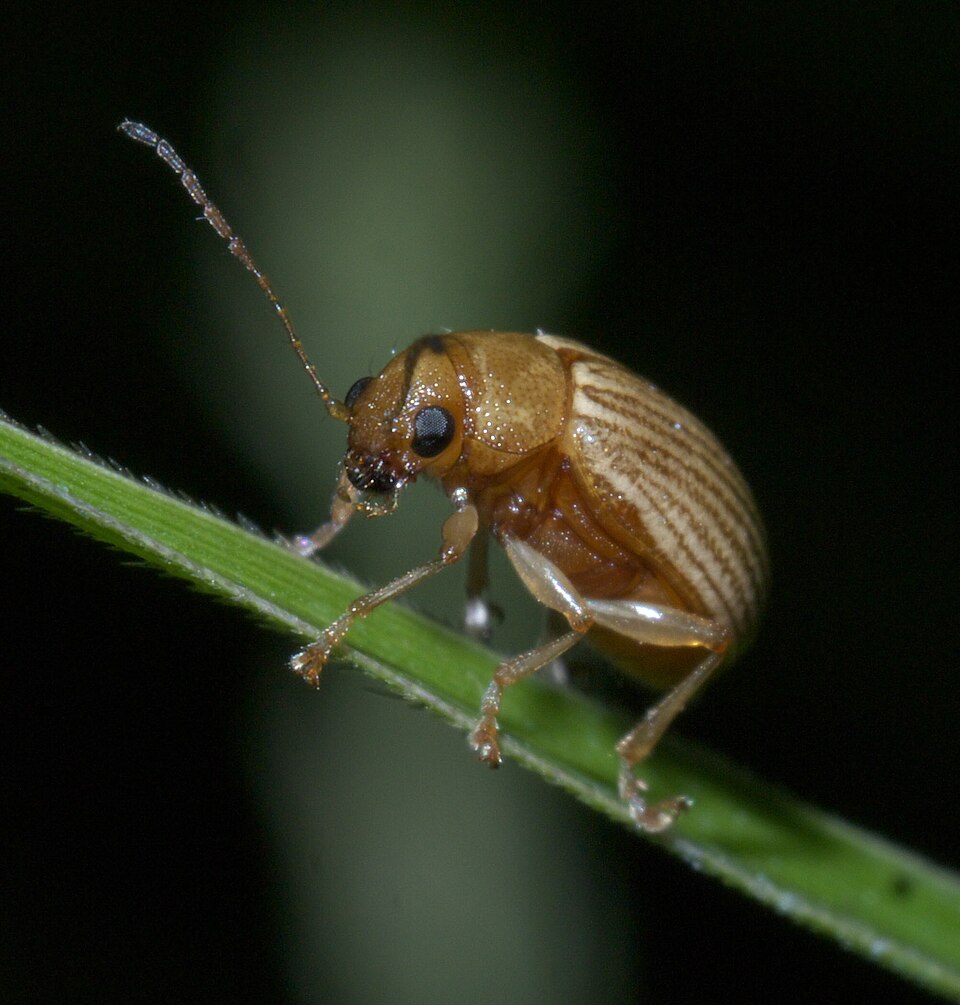 Photo of Grape colaspis