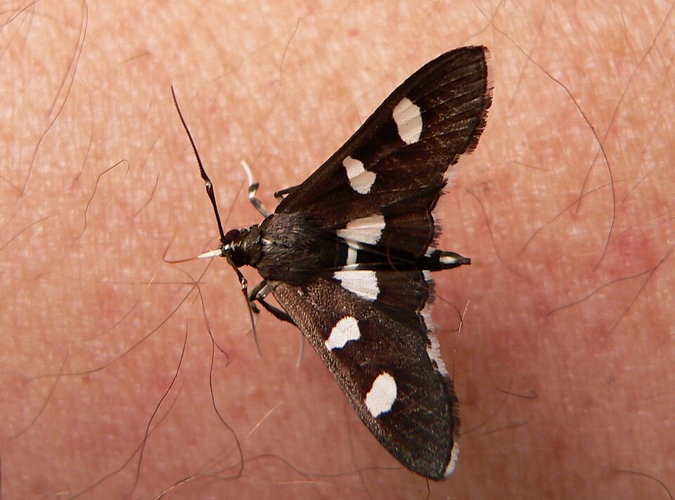 Photo of Grape leaffolder moth