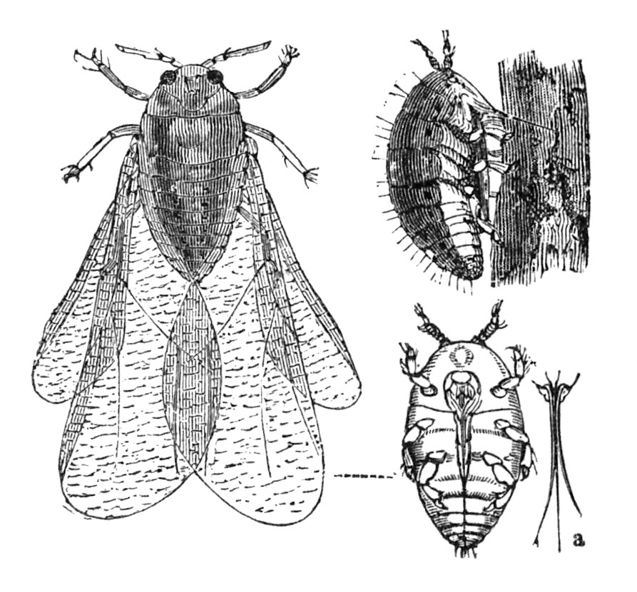 Photo of Grape phylloxera