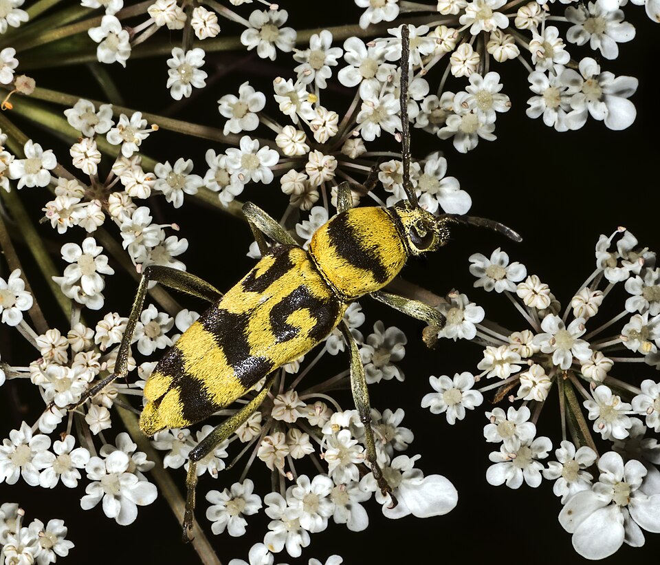 Photo of Grape wood borer