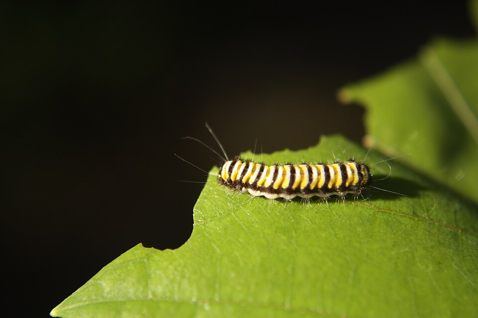 Photo of Grapeleaf skeletoniser