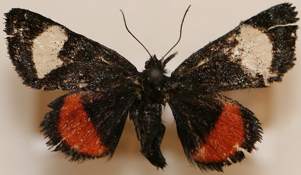 Photo of Grapevine epimenis moth