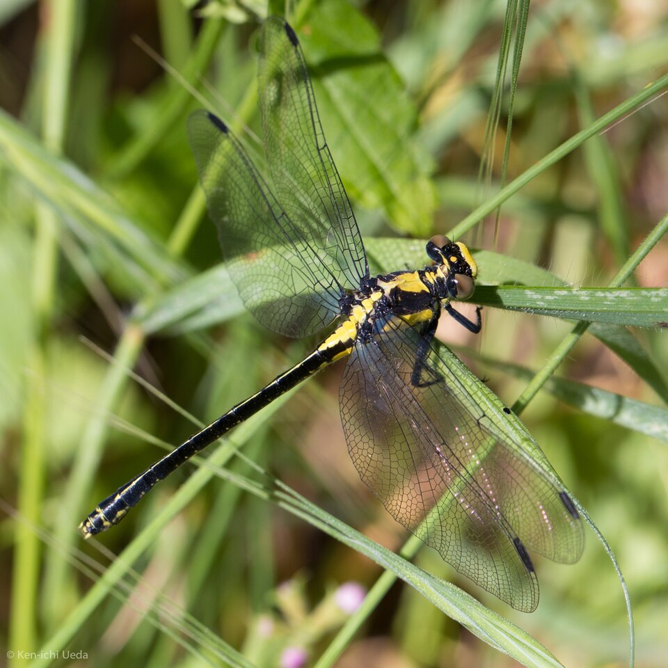 Photo of Grappletail