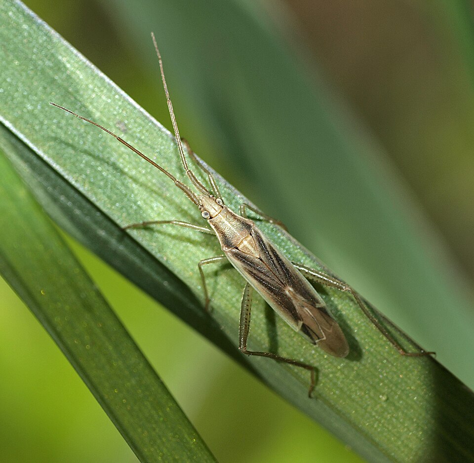 Photo of Grass bug