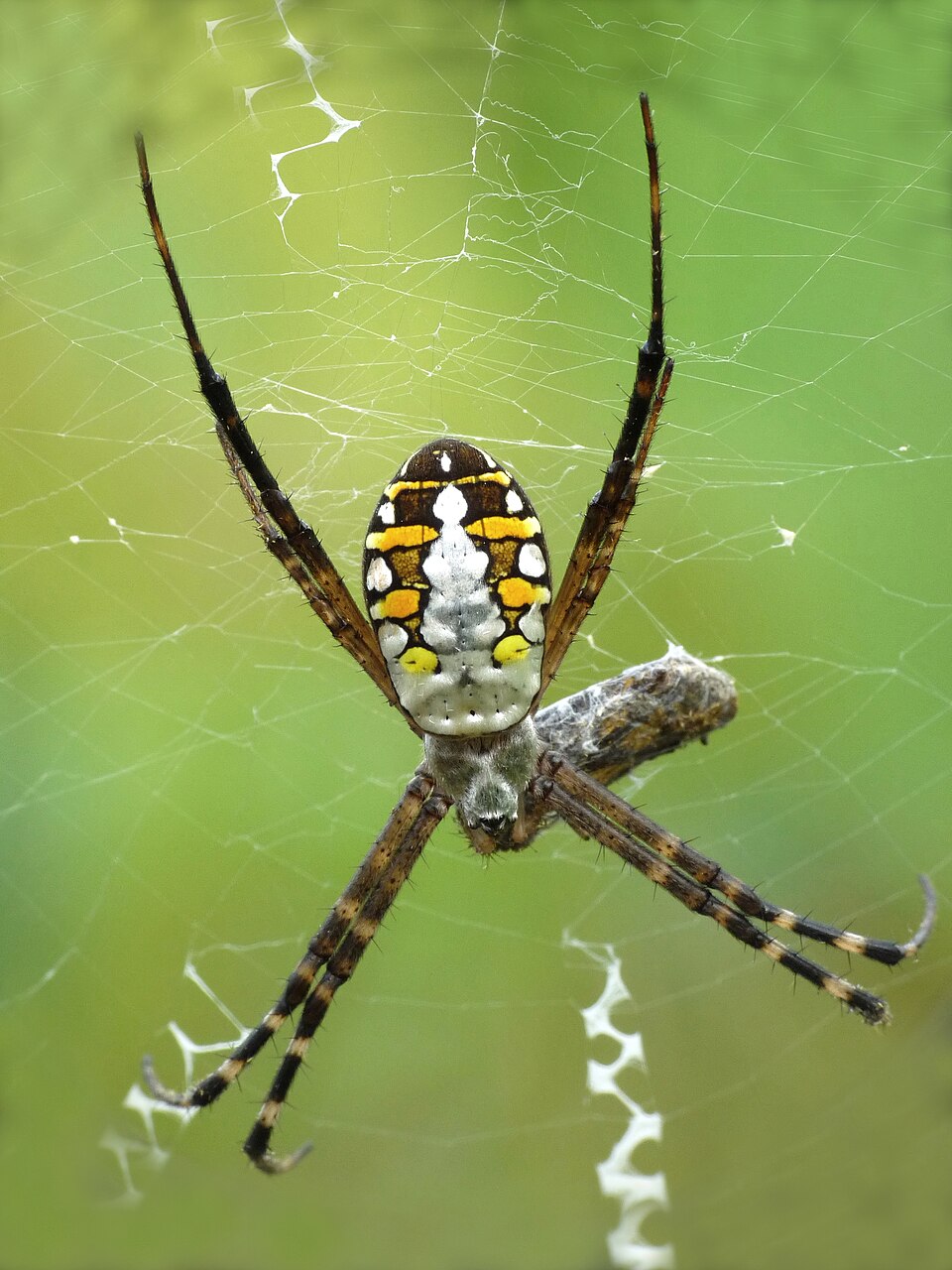 Photo of Grass cross spider