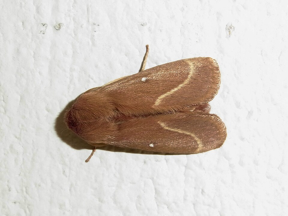 Photo of Grass eggar