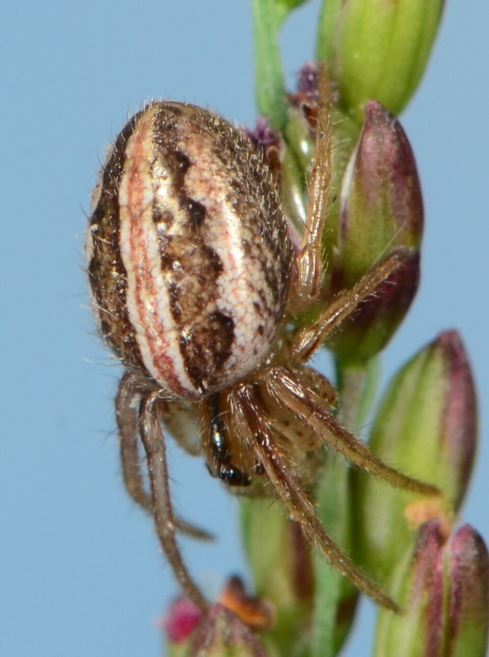Photo of Grass neoscona spider