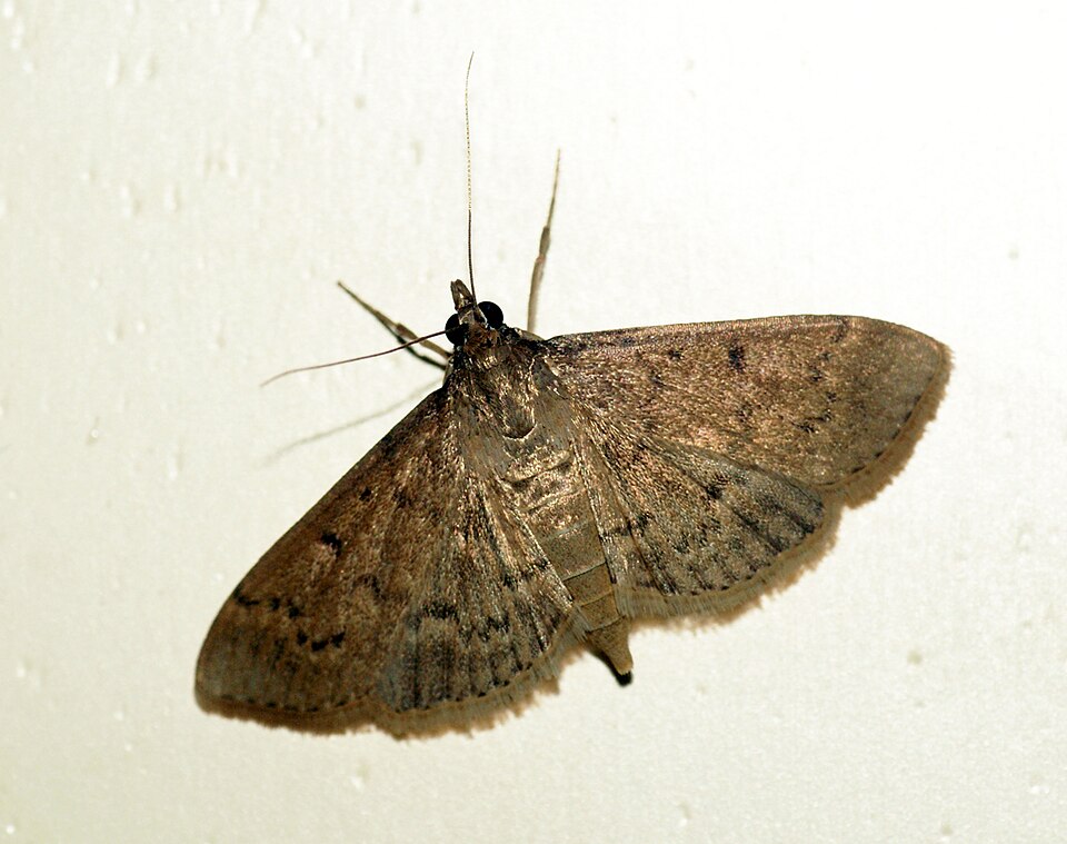 Photo of Grass webworm moth