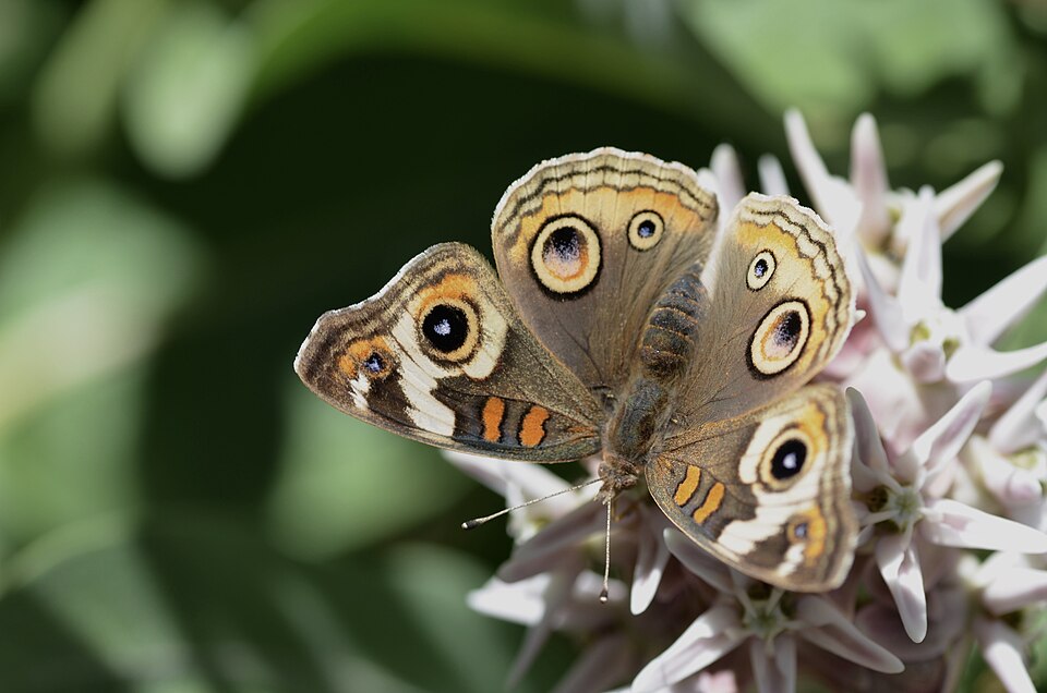 Photo of Gray buckeye