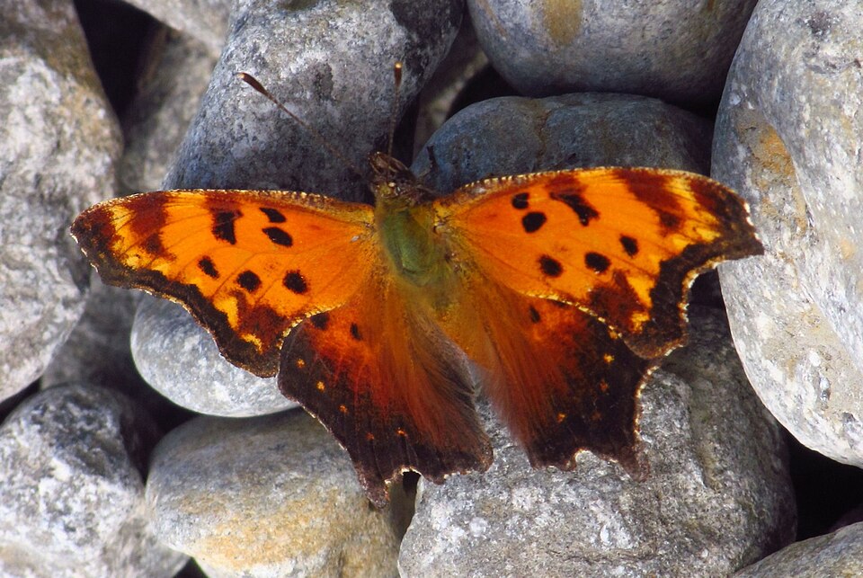 Photo of Gray comma