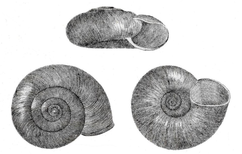 Photo of Gray-foot lancetooth snail