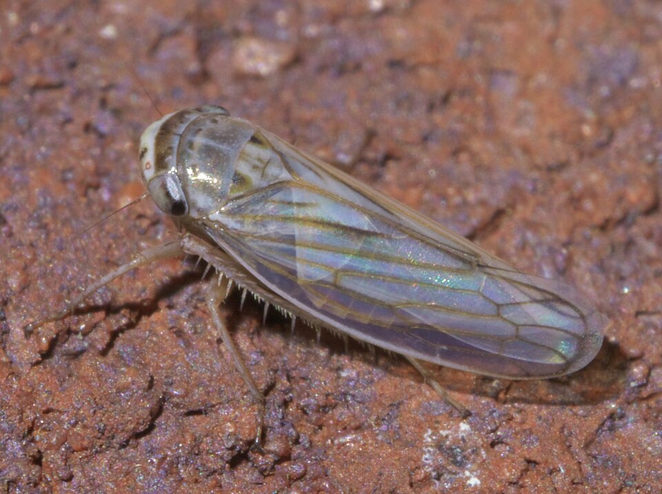 Photo of Gray lawn leafhopper