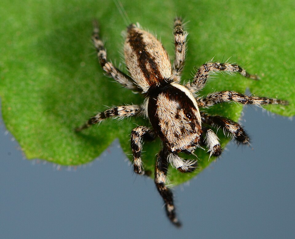 Photo of Gray wall jumping spider
