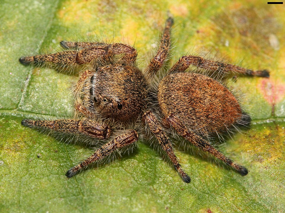 Photo of Grayish jumping spider