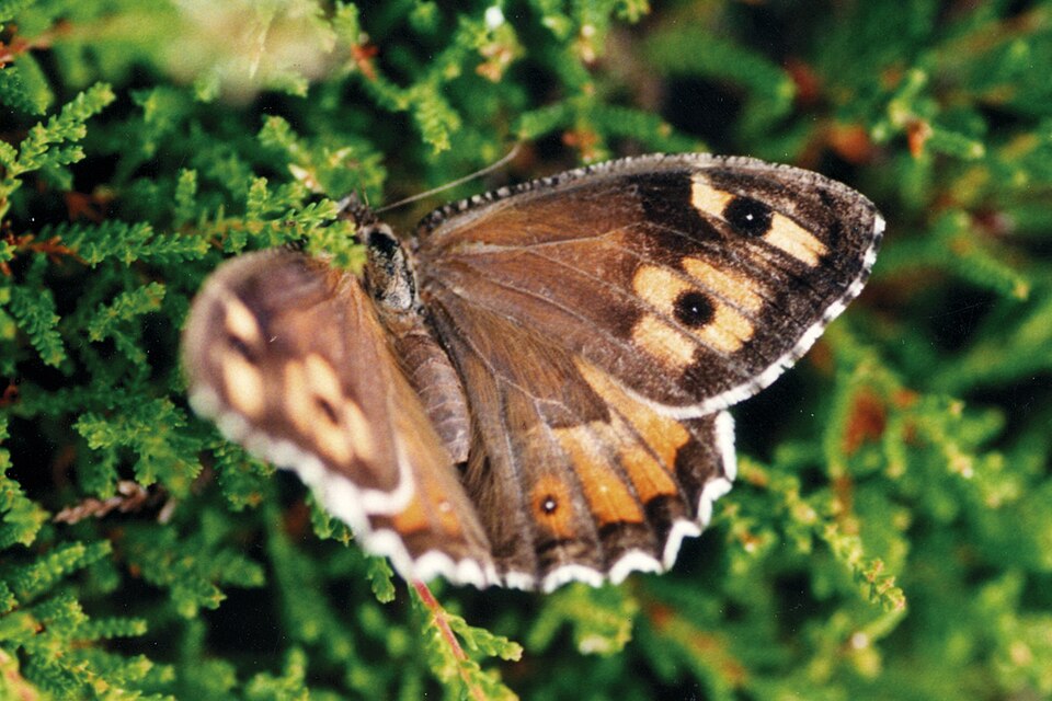 Photo of Grayling butterfly