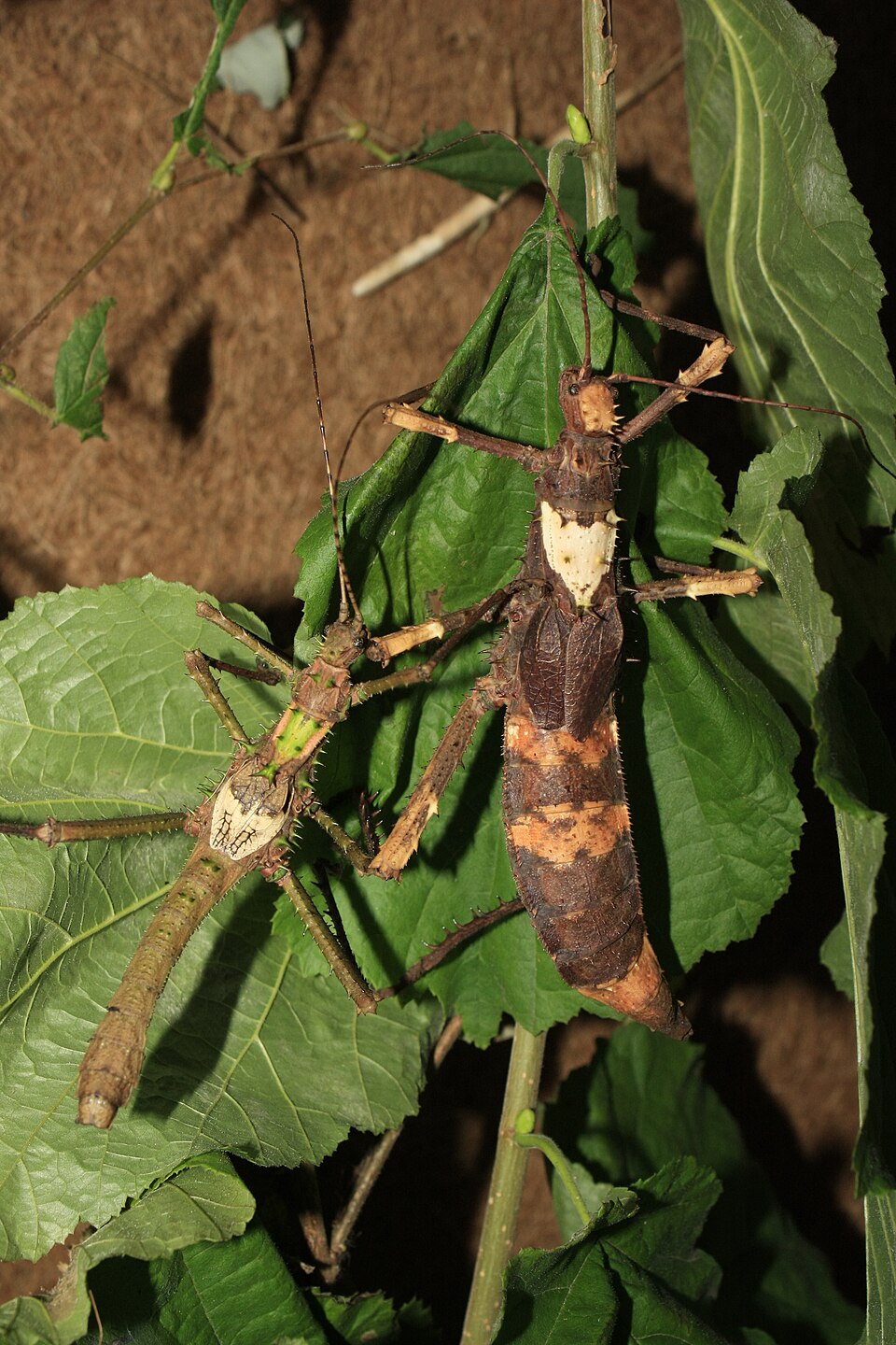 Photo of Gray's haaniella
