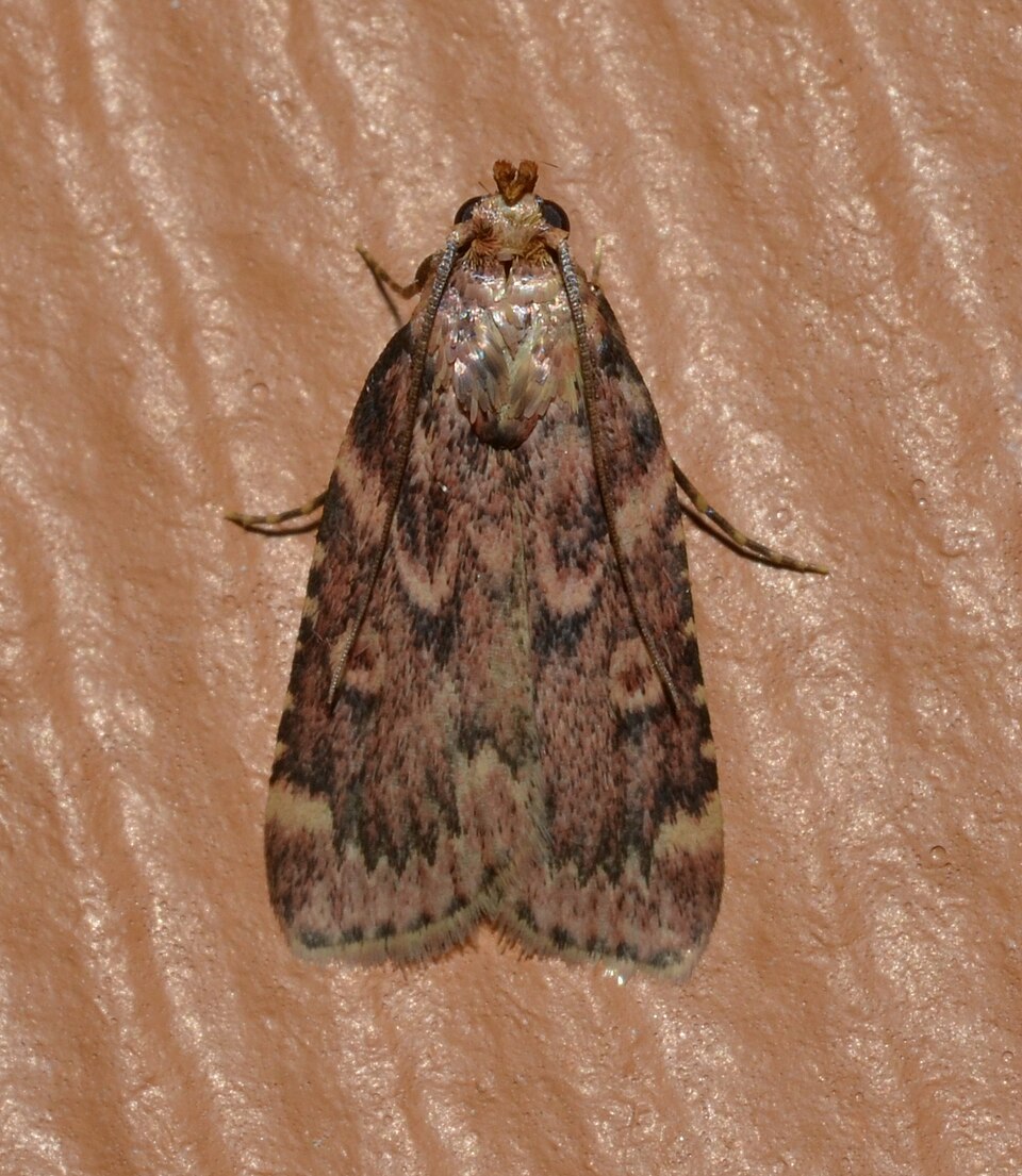 Photo of Grease moth
