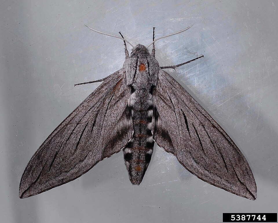 Photo of Great ash sphinx