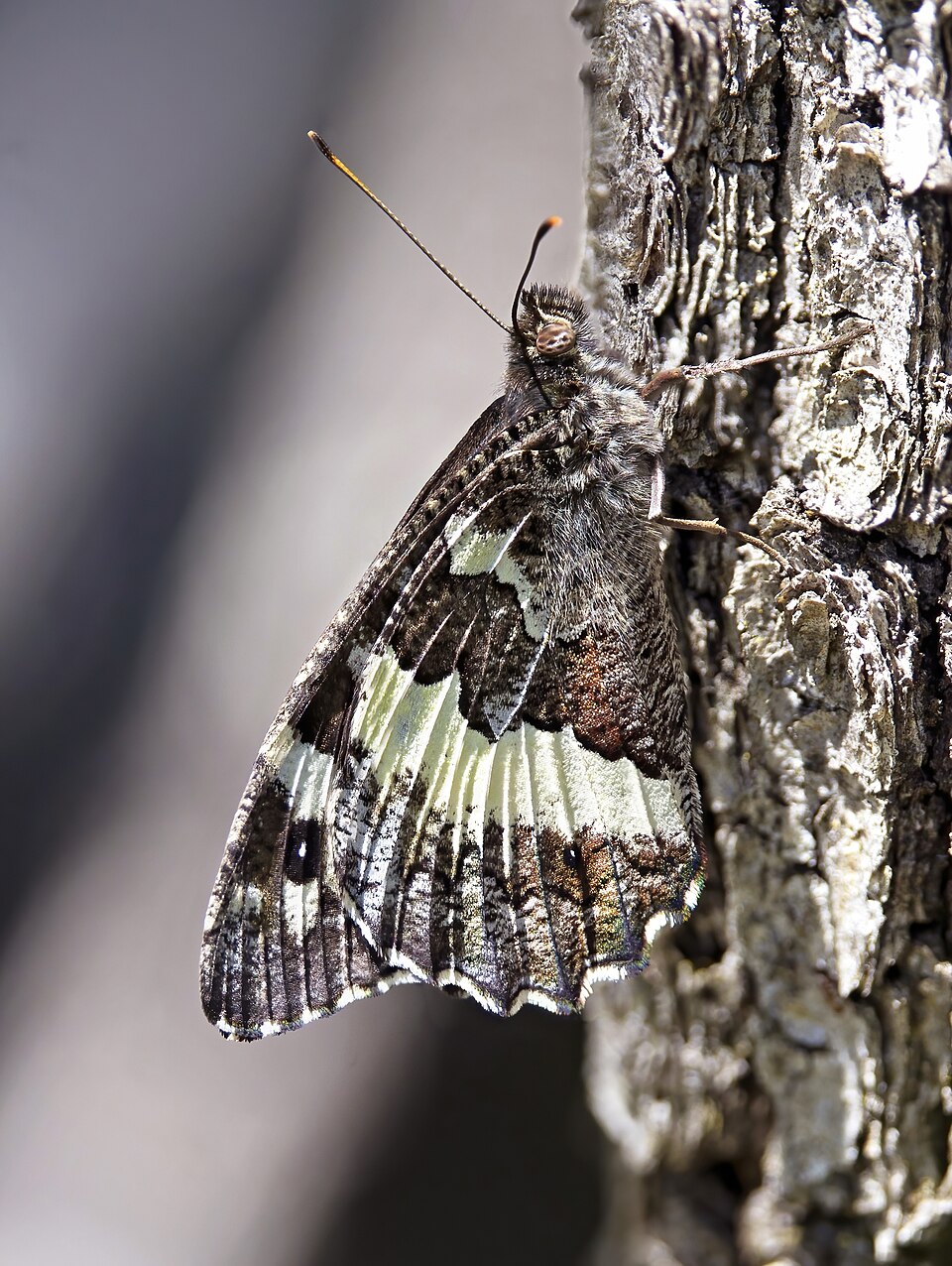 Photo of Great banded grayling
