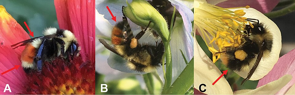Photo of Great Basin bumble bee