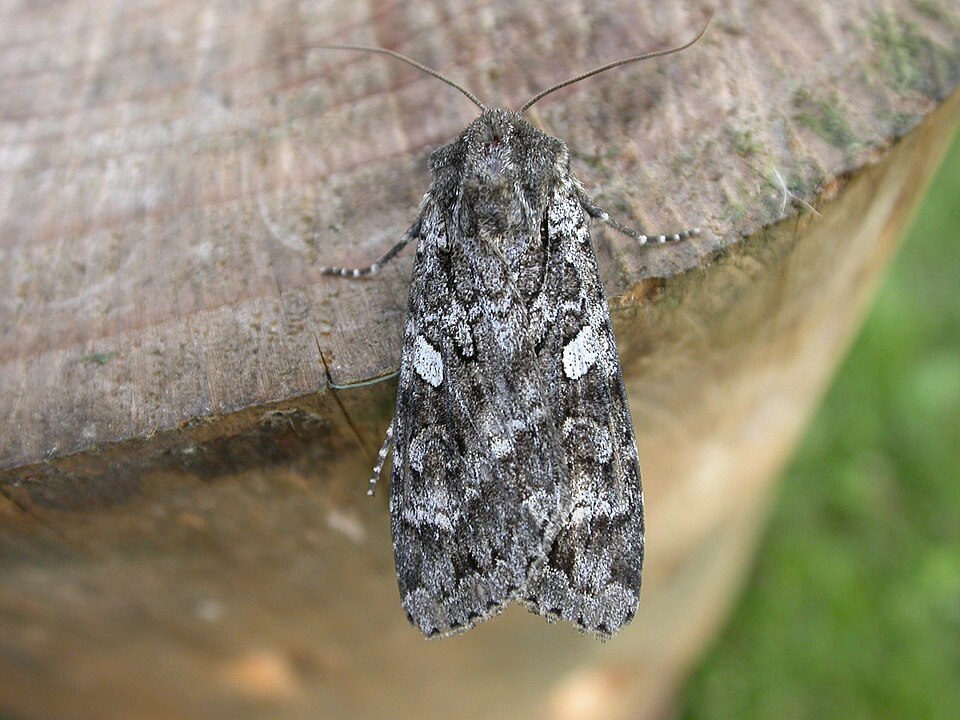 Photo of Great brocade
