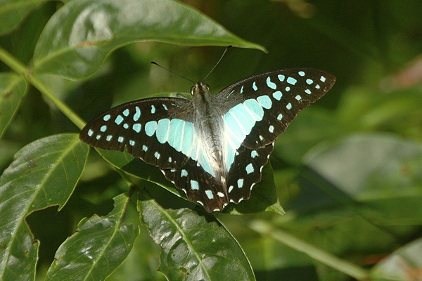 Photo of Great jay