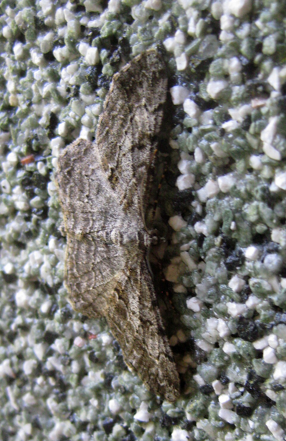 Photo of Great oak beauty