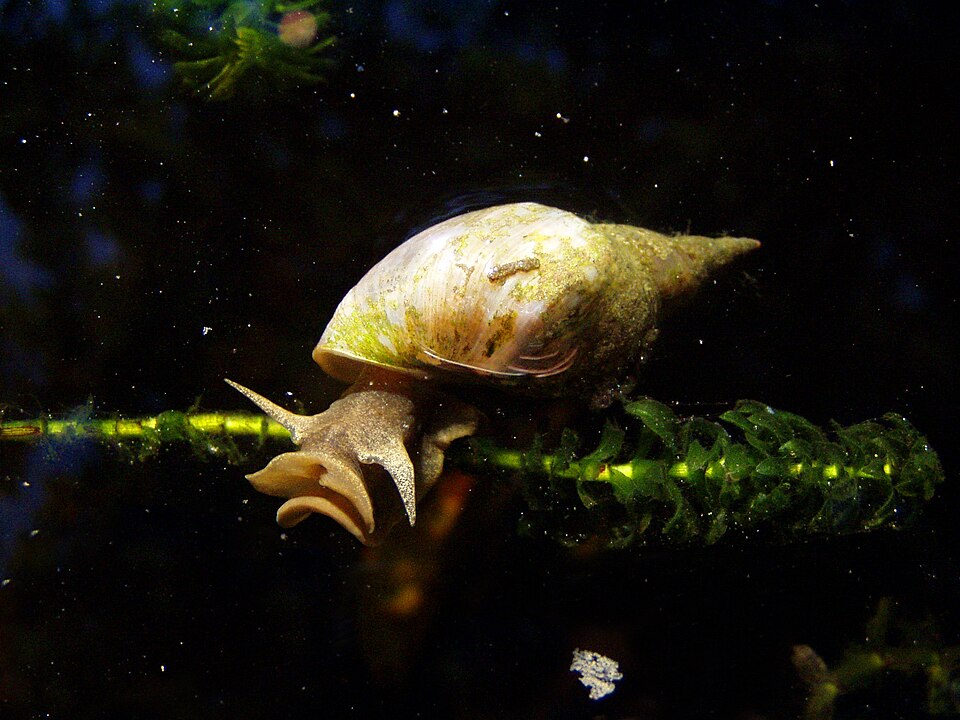 Photo of Great pond snail