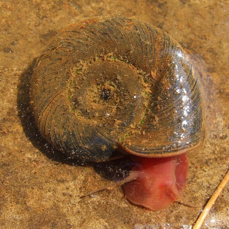 Photo of Great ramshorn