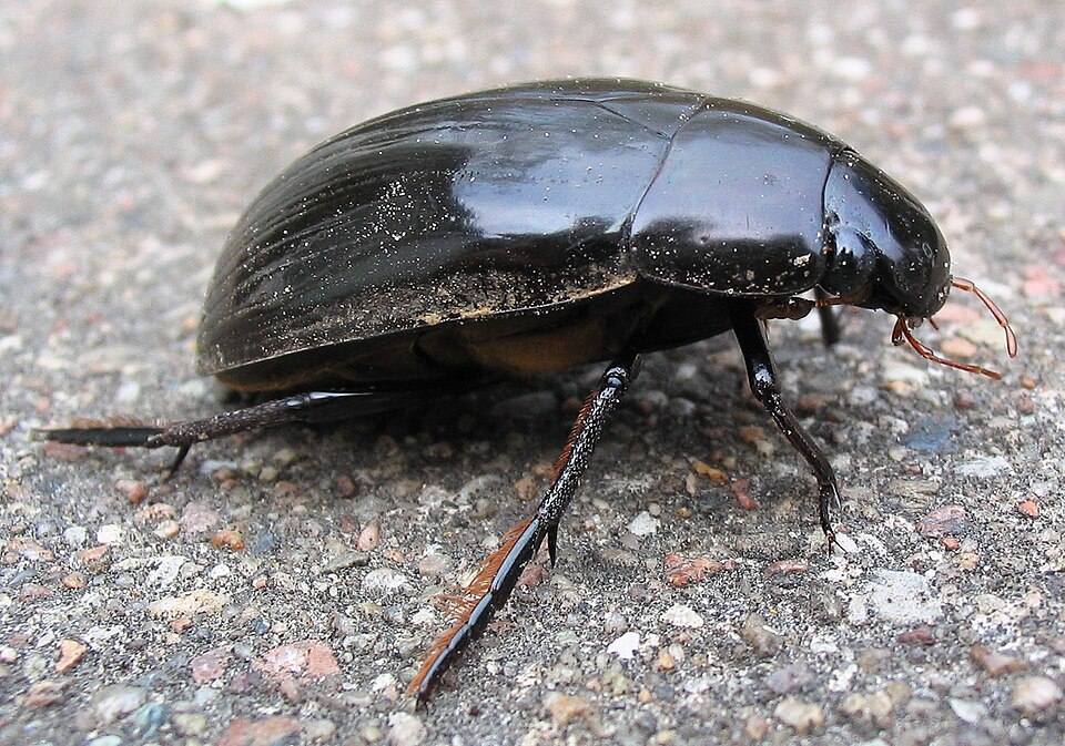 Photo of Great silver water beetle