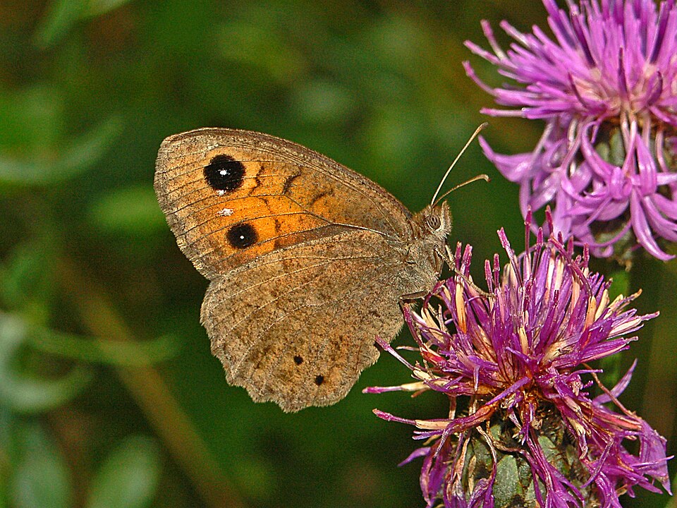 Photo of Great sooty satyr