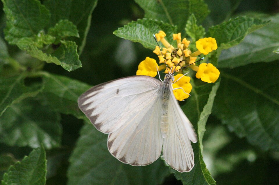 Photo of Great southern white