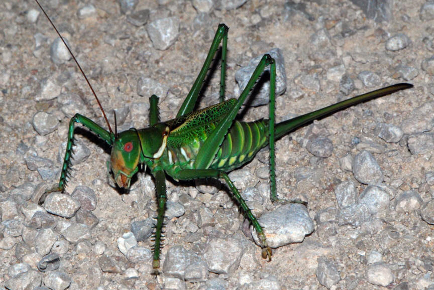 Photo of Greater arid-land katydid