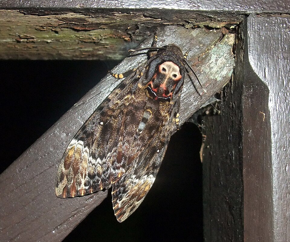 Photo of Greater death's head hawkmoth