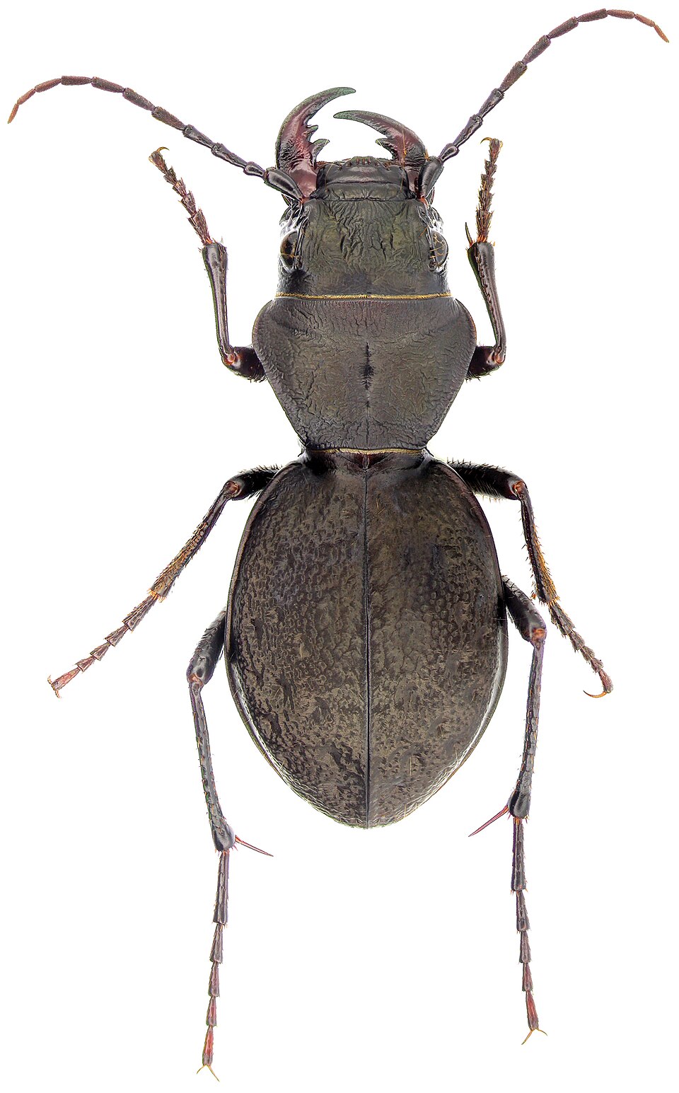 Photo of Greater night-stalking tiger beetle