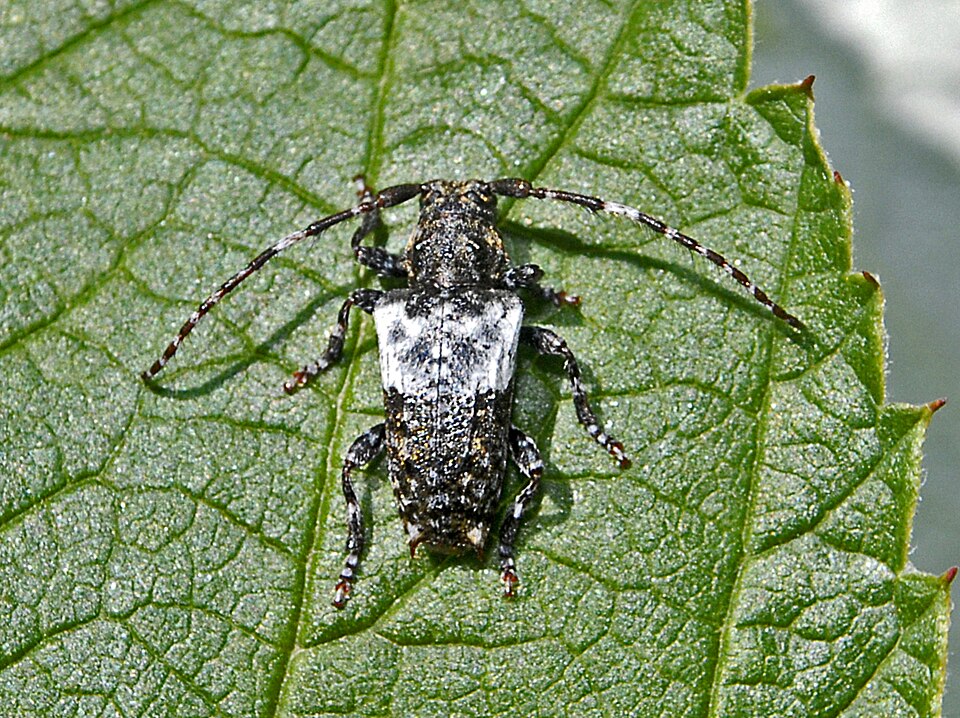 Photo of Greater thorn-tipped longhorn beetle