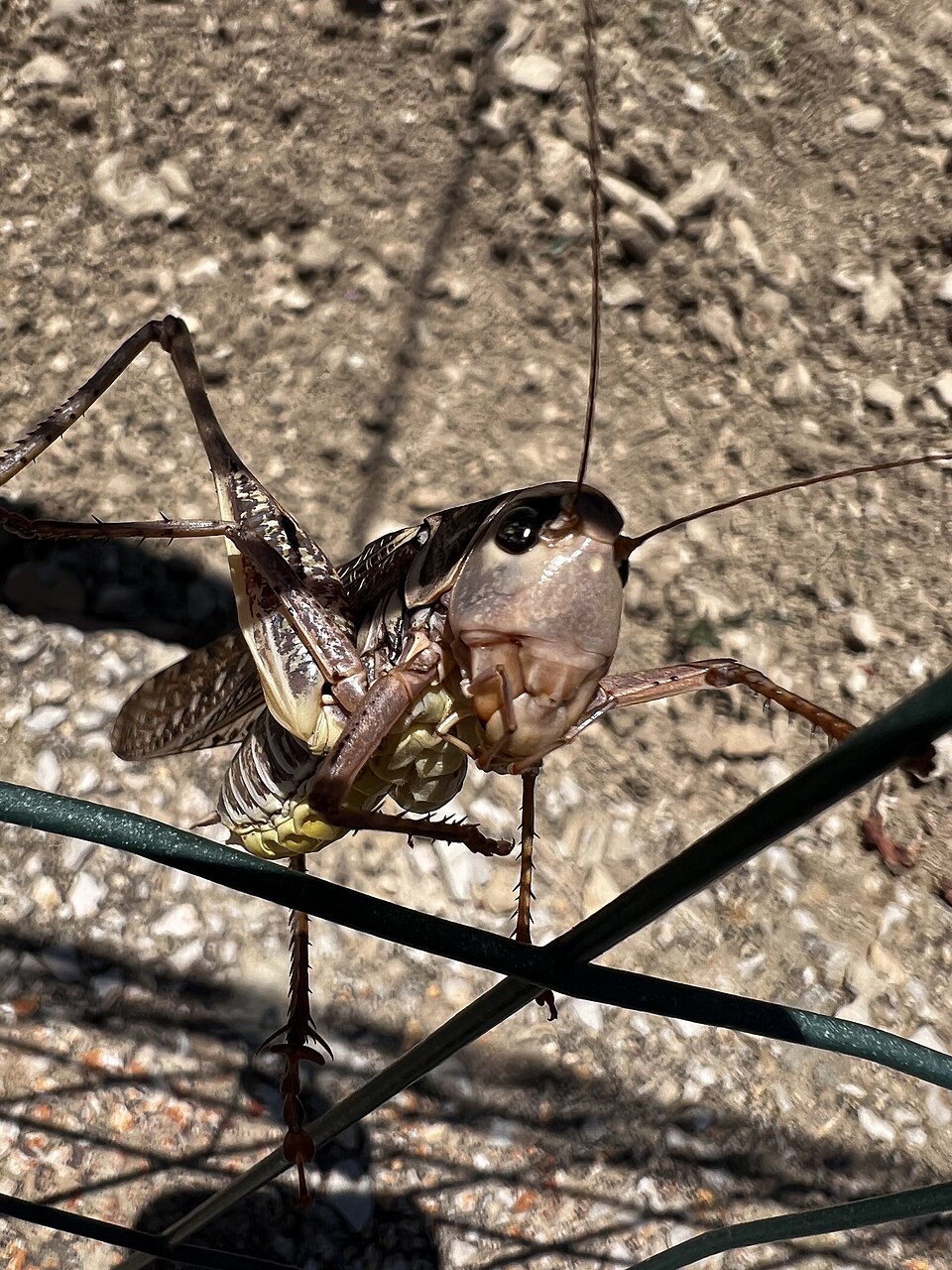 Photo of Greek marbled bush-cricket