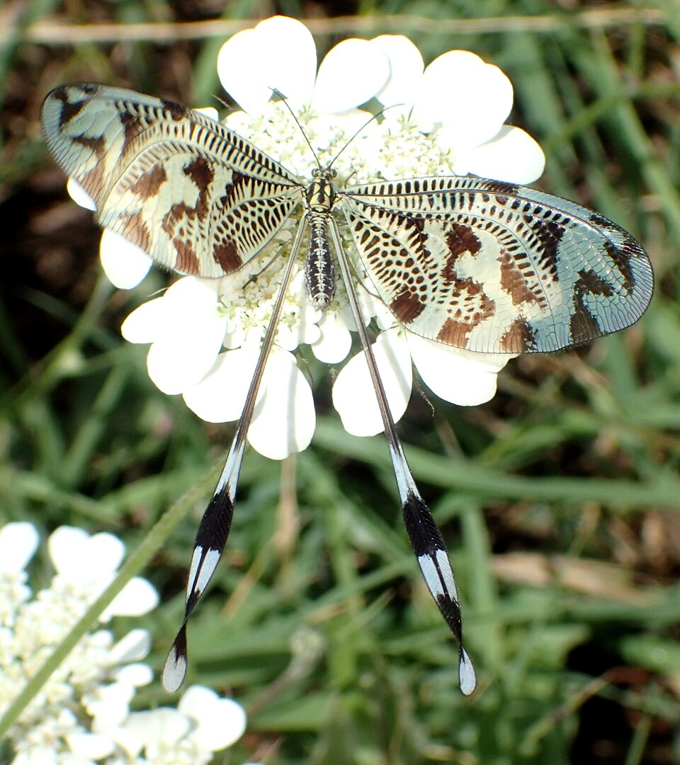 Photo of Greek spoonwing