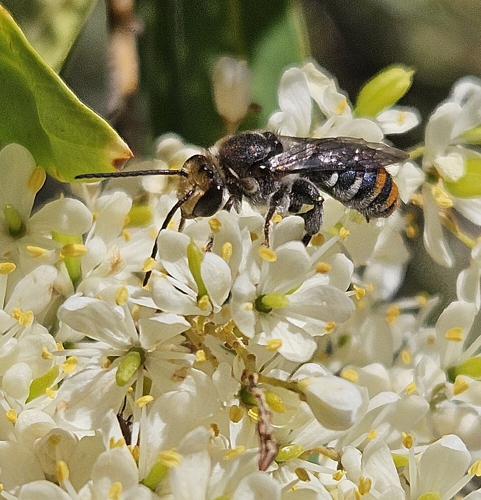 Photo of Green-and-gold nomia bee