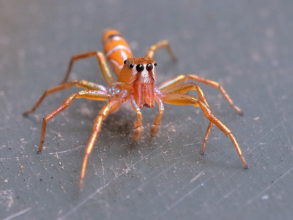 Photo of Green ant-hunter spider