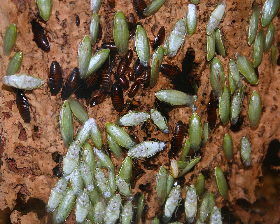 Photo of Green banana cockroach