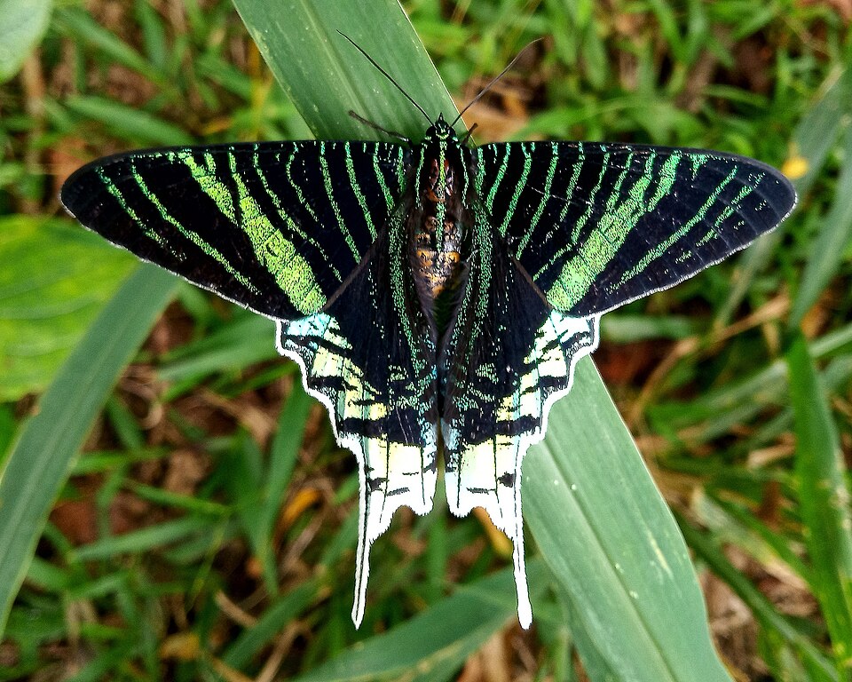 Photo of Green-banded urania