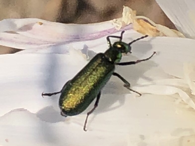 Photo of Green blister beetle