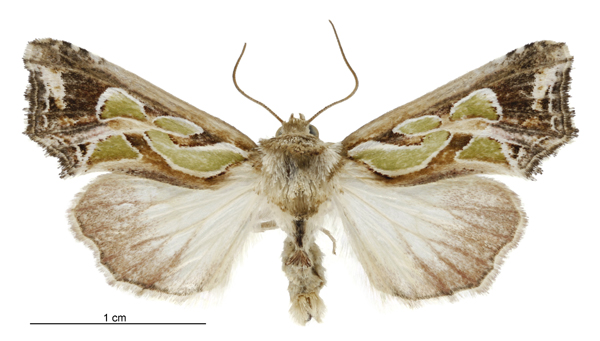 Photo of Green-blotched moth
