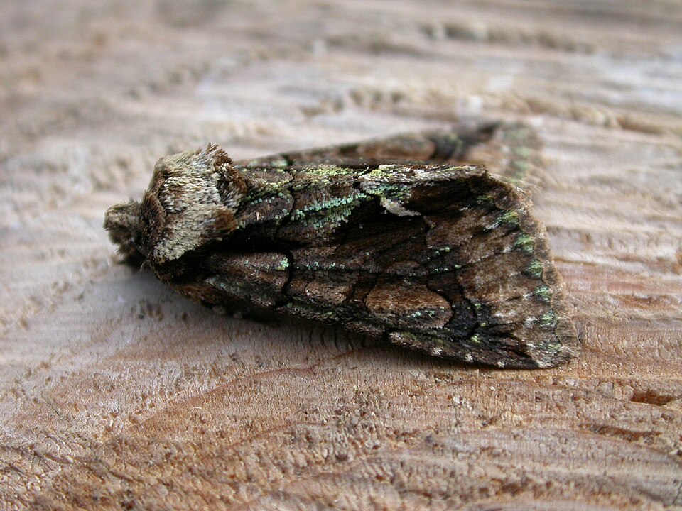 Photo of Green-brindled crescent