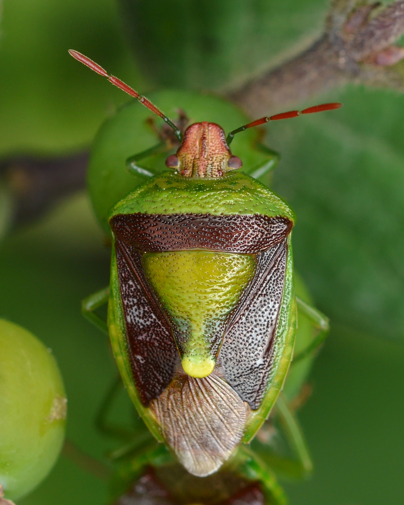 Photo of Green burgundy stink bug